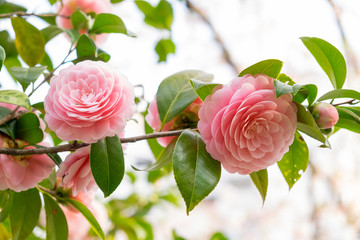 Camellia pink flowers in the garden