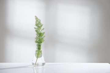 Wall Mural - clear water in glass flask and vial with natural green leave in biotechnology science laboratory bac
