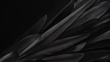 Black Wing Feathers Detail, Abstract Dark Background 