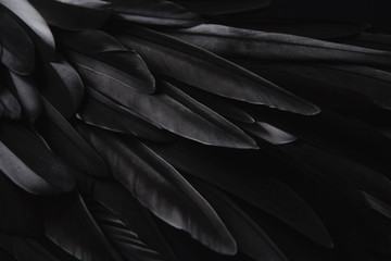 black wing feathers detail, abstract dark background