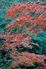 Wall Mural - Autumn Leaves in Kyoto, Japan