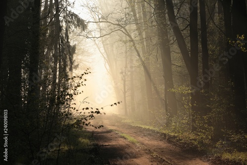 Fototapeta na szkło Polną drogą przez las w mglisty poranek