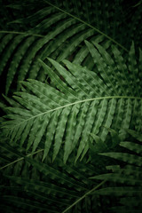 Wall Mural - green leaves natural background wallpaper, texture of leaf, leaves with space for text 