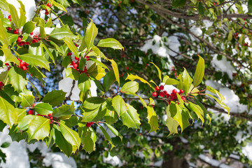 Wall Mural - European holly with snow