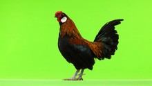  Rooster Crowing On Green Screen.