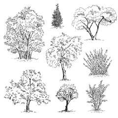 Hand drawn tree sketches set. Vector illustration.