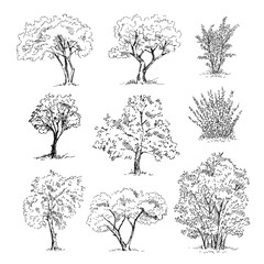 Hand drawn tree sketches set. Vector illustration.