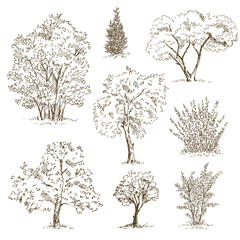Hand drawn tree sketches set. Vector illustration.