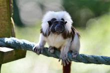 Portrait Of A Cotton Top Tamarin (saguinus Oedipus) Sitting On A Rope In A Zoo