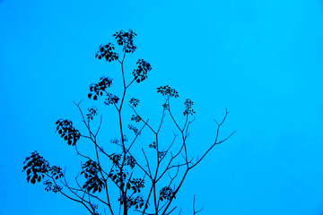 Branches and leaves blue sky