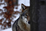 beautiful wolf (canis lupus) in winter, wolf in snowy landscape, attractive winter scene with wolf, beautiful winter landscape, wolf in forest, winter scenery with big predator