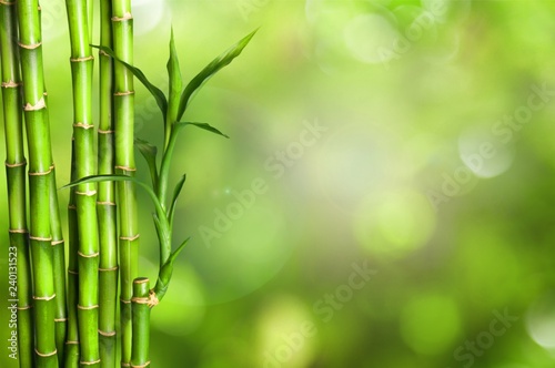 Dekoracja na wymiar  wiele-lodyg-bambusa-na-tle