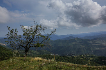 tree in mountains