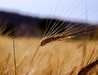 wheat and rye sprouts on the field at sunset