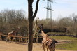 Giraffe, Giraffa
