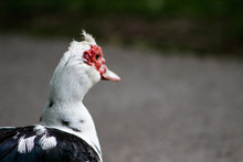 Muscovy Duck Is A Really Interesting Bird Native To The Southern