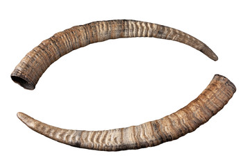 horn of goat isolated on white background