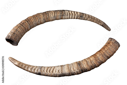Fotomural horn of goat isolated on white background