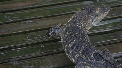 Wall Mural - Alligator slowly walks across the platform. Drops drip near the young alligator. Alligator on wooden wet platform. Young alligator close up slow motion. Crocodile formidable predator. Crocodile farm.