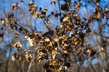 branch of a tree