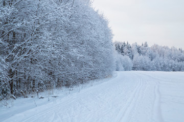 Winter landscape in the forest