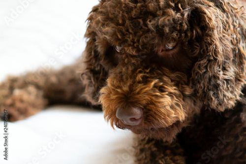Fotografía Beautiful brown water dog lying on the bed and looking very interested to the ca