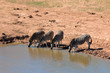 trinkende Zebras an einer Wasserstelle im Addo Nationalpark in Südafrika
