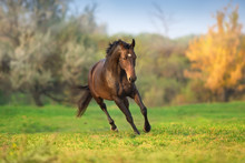 Horse In Motion In Autumn Landscape