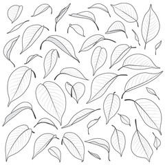 Wall Mural - Black and White Leaves Set