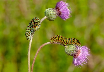 Сaterpillar of swallowtail - Stock Image