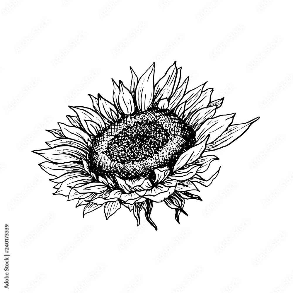 Sunflower hand drawn vector illustration. Floral ink pen sketch. Black ...