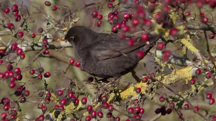 Poster - Blackbird, Turdus merula, Single male on Hawthorn berries,