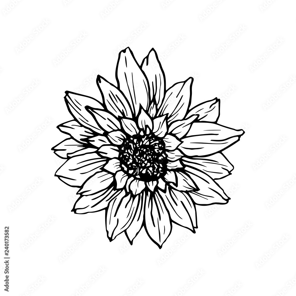 Sunflower hand drawn vector illustration. Floral ink pen sketch. Black ...