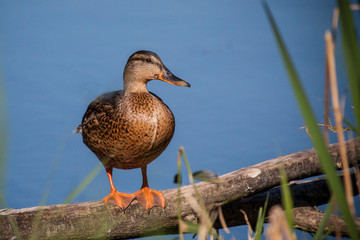 Duck on branch near lake