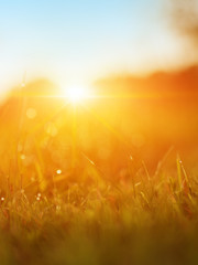 Grass. Fresh Green Spring Grass With Dew Drops Closeup. Sun. Soft Focus. Abstract Nature Background. Rice Plant At Sunset.