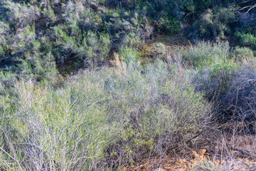 Dry winter grass in the forest