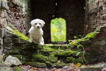 Wall Mural - Small white dog sitting old building