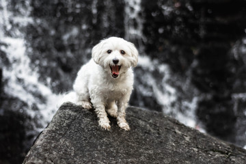 Wall Mural - Small dog smiling waterfall