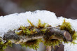 snow moss on a stick