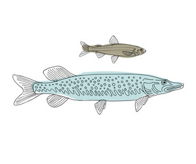 Poster - Fish, sketch for your design