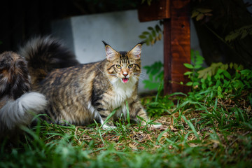 Portrait of playful brown tabby and white cat chilling in green garden in daylight. black and white cat walking on wooden floor in garden blurry background by green garden in daytime lighting.