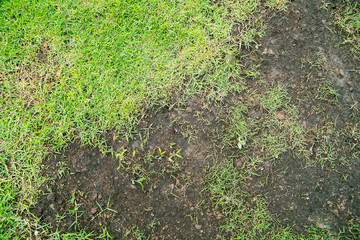 Grass texture, grass background. patchy grass, lawn in bad condition and need maintaining, Pests and disease cause amount of damage to green lawns, lawn in bad condition and need maintaining.