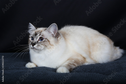 Chat Chaton Animal De Compagnie Animal Blanc Joli