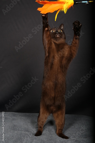 Chat Animal Chaton Animal De Compagnie Noir Joli