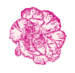 Sticker - hand drawing realistic flower design to floral pattern