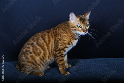 Chat Chaton Animal Animal De Compagnie Joli Domestique Chat Jeune Fourrure Yeux Portrait Chat Tigre Animal De Compagnie Mammifere Adorable Blanc Chat Isole Regardant Animal Beau Buy This Stock Photo And