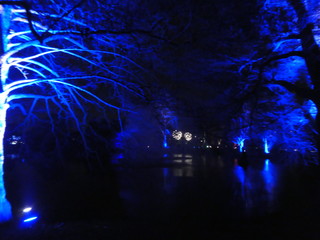 trees lit in blue