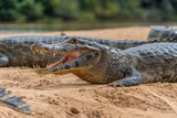 Fototapeta Konie - Pantanal Caiman Yawns