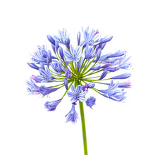 Agapanthus Flower Free Stock Photo - Public Domain Pictures