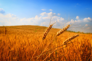 Poster - Wheat field against a blue sky